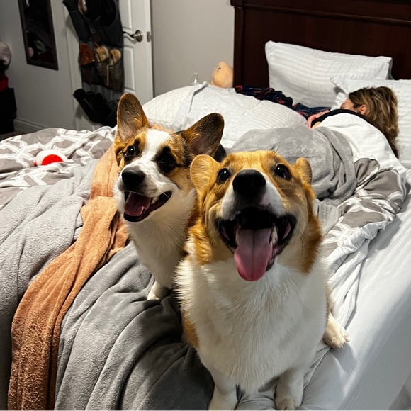 dmodglin